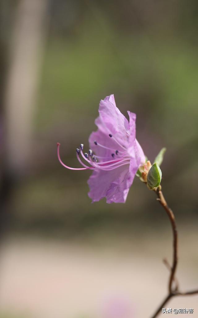 杜鹃花开，是黑龙江山林一年中最为壮观盛大的花事