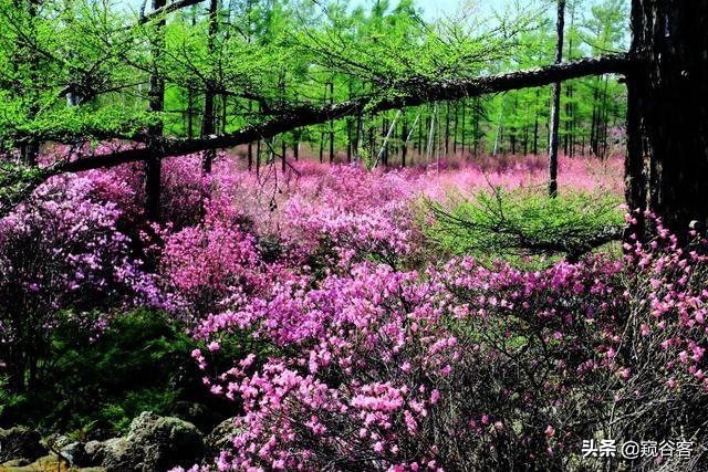杜鹃花开，是黑龙江山林一年中最为壮观盛大的花事